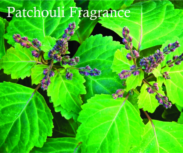 Savage Perfume Oil for Men 8ml | Bergamot, Cedar and Lavender Fragrance Perfume oil | Savage for Men Made in Dubai - Image 4