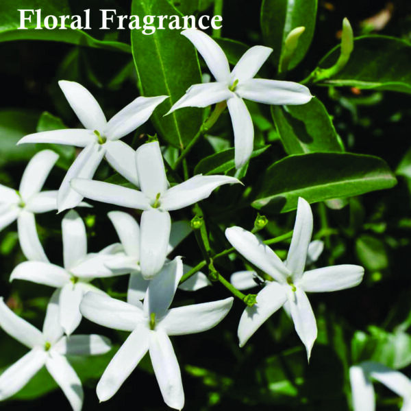 Alien Perfume oil for Women 8ml | Jasmine, Cashmeran and Amber Fragrance Perfume oil | Alien’s Perfume oil Made in UK - Image 5